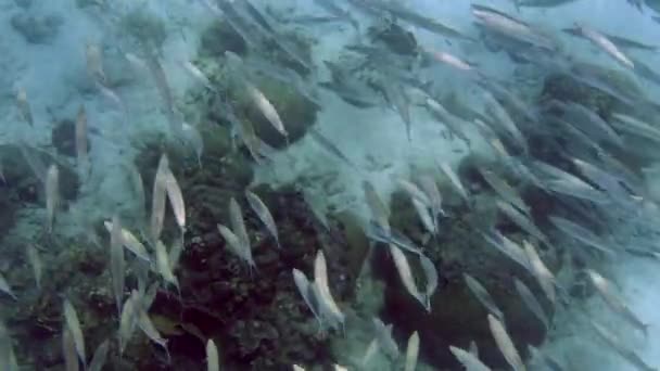Mavi Okyanustaki Barakuda Balık Okulu Yumuşak Mercanlı Altı Resifi Scuba — Stok video