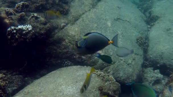 海の底に潜り 熱帯魚に遭遇します 鮮やかな青い海とエキゾチックな海洋生物 水中探査の概念 — ストック動画