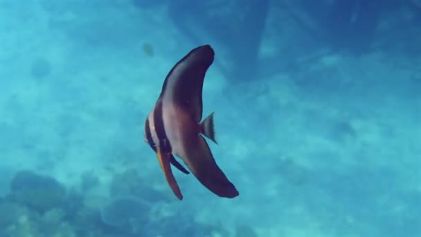 One Spadefish Swims Tropical Waters Blue Sea Marine Wildlife Underwater — Stock Video