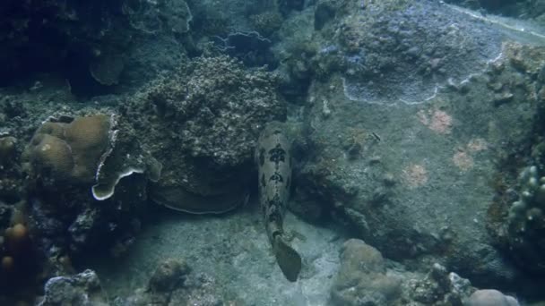 Explore Oceano Encontre Grande Peixe Grupo Tigres Cenário Azul Deslumbrante — Vídeo de Stock