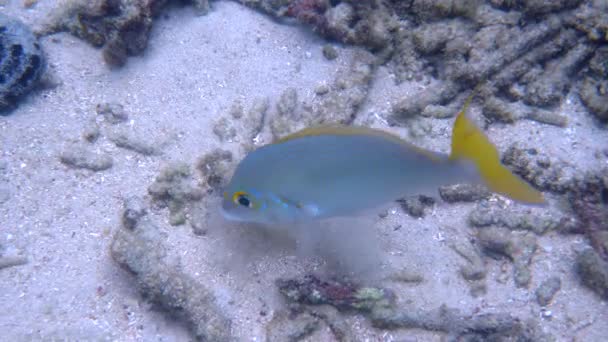 Tropikal Resiflerin Mavi Sularında Renkli Deniz Yaşamı Yüzer Egzotik Balıklar — Stok video