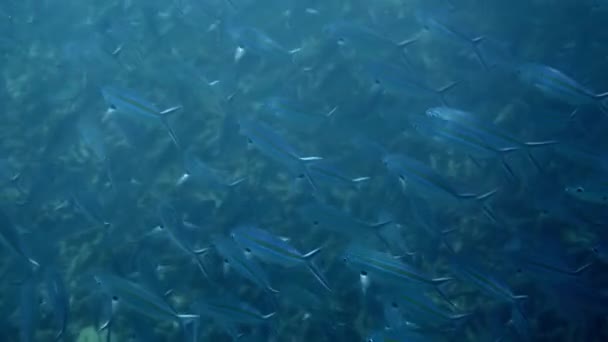 Kék Hal Ollófarok Fusilier Úszik Víz Alatti Zátonyban Tengeri Élővilág — Stock videók