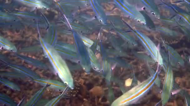 アンダマン海の青い魚フュージリアのグループの水中ビュー 海洋生物とダイビングの概念 — ストック動画
