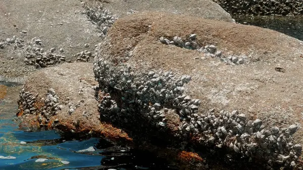 Grupo Percebes Lapas Sobre Roca Texturizada Marea Baja —  Fotos de Stock
