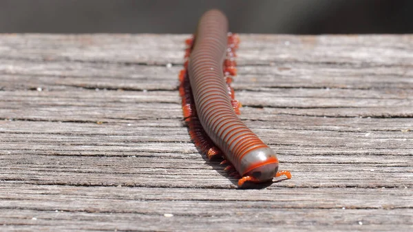 Captivating Closeup Millipede Crawling Wooden Staircase Forest Insects Intricate Patterns — Stock Photo, Image