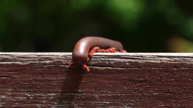 Tahta merdivenlerde sürünen kırkayaklara aşırı yakın. Doğal ortamda kahverengi eklembacaklının detaylı makro görüntüsü. Vahşi yaşam ve doğa kavramı.
