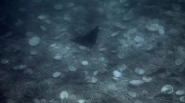 Okyanusun derinliklerine dalın ve Koh Tao, Tayland 'daki doğal ortamlarında muhteşem kartal ışınlarıyla karşılaşın..