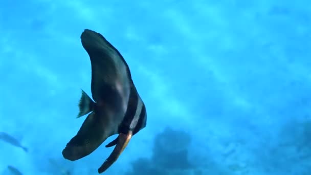 Spadefish Swims Tropical Waters Surrounded Vibrant Blue Hues Concept Underwater — Stock Video