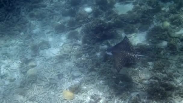 Embark Unforgettable Diving Adventure Koh Tao Thailand Spotted Eagle Rays — Stock Video
