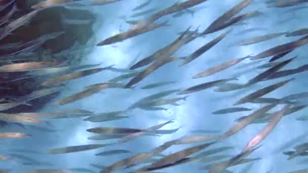School Van Barracuda Vissen Zwemt Door Een Onderwater Rif Zilveren — Stockvideo