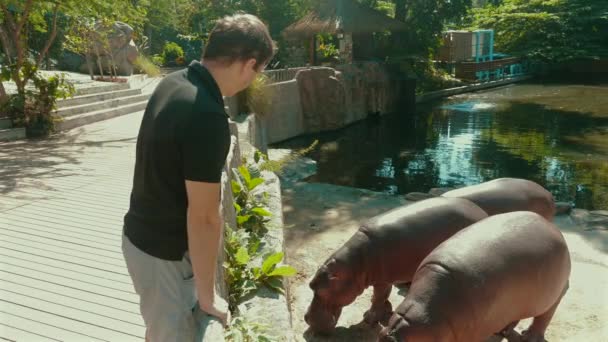 Happy Man Feeding Hippopotamus Zoo Concept Wildlife Encounter Animal Interaction — Stock Video