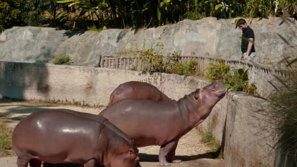 Smiling Man Feeding Hippos Zoo Concept Close Encounters Wild Animals — Stock Video