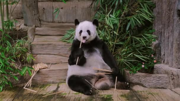 レイジーパンダは竹の靴を食べる 中国原産の希少種と絶滅危惧種 野生生物保護と自然美のコンセプト — ストック動画