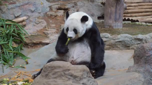 Aranyos Lusta Panda Egy Parkban Bambuszt Eszik Egy Kínában Őshonos — Stock videók