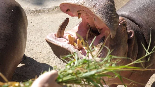 Pov Traveler Nourrit Hippopotame Dans Nature Gros Plan Homme Nourrissant — Photo