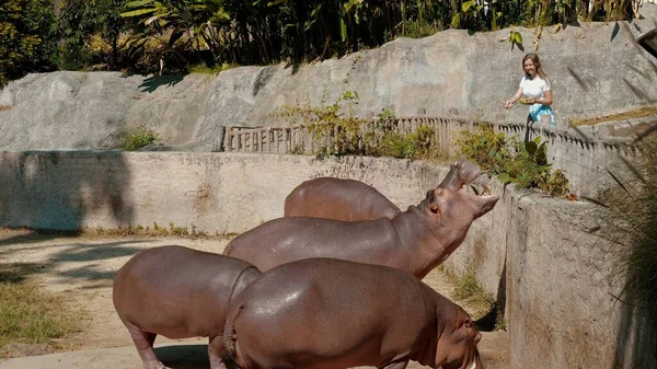 Joven Alimenta Hipopótamos Zoológico Viajero Alimentando Animales Granja Silvestre Concepto — Foto de Stock