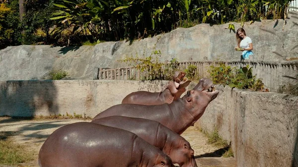 Mujer Alimentando Hipopótamos Zoológico Boca Del Hipopótamo Abre Ampliamente Para —  Fotos de Stock