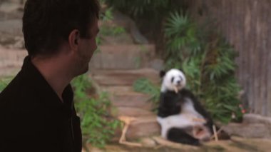 Erkek doğa aşığı hayvanat bahçesindeki sevimli panda davranışlarına hayran kaldı. Siyah ve beyaz ayı bambu ziyafetinin tadını çıkarıyor. Vahşi yaşam keşfi ve takdir kavramı.