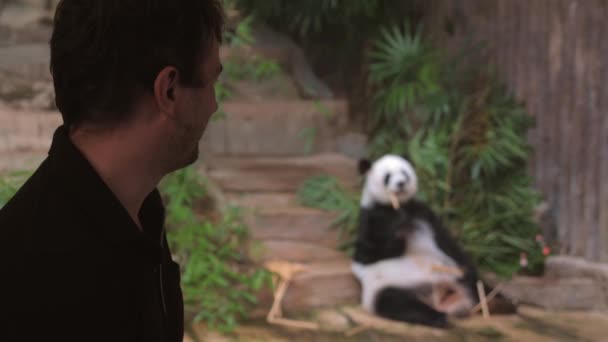 Amante Naturaleza Masculina Sorprendido Por Comportamiento Lindo Panda Zoológico Oso — Vídeos de Stock