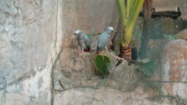 Hayvanat Bahçesi Parkındaki Kayalarda Dinlenen Güzel Gri Papağanlar Sakin Bir — Stok video