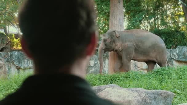 Safari Experience Турист Смотрит Дикого Слона Азиатском Сафари Парке Природные — стоковое видео