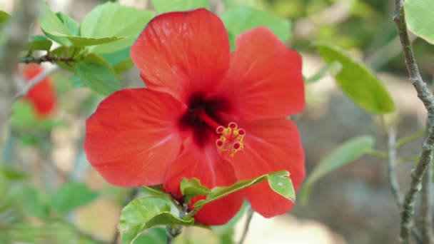 Färgglada Hibiskus Blommar Naturen Färska Röda Kronblad Med Gröna Blad — Stockvideo