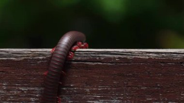 Tahta merdivenlerde sürünen kırkayağın detaylı görüntüsü. Uzun bacaklı eklembacaklı omurgasızlara yakın çekim. Doğa ve açık hava kavramı.