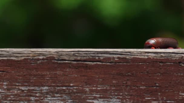 Millipede Σέρνεται Κατά Μήκος Ξύλινα Σκαλοπάτια Closeup Λεπτομερής Λήψη Αρθρόποδου — Αρχείο Βίντεο