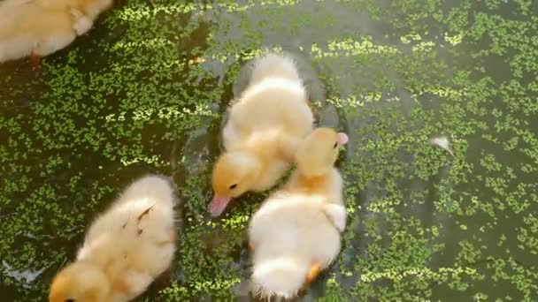 幼小的小鸭 头戴蓬松的黄色羽毛 在池塘里游泳 这些可爱的小鸭正在学习如何游泳和寻找食物 — 图库视频影像
