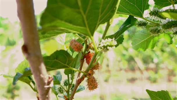 Vibrant Red Green Mulberries Branch Closeup Raw Ripe Fruits Garden — Stock Video