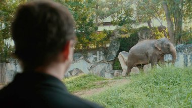 Adam açık hayvanat bahçesinde büyük bir fili gözlemliyor. Asya tropikal parkında vahşi yaşam ile karşılaşma. Doğa turizmi ve kültürel macera kavramı.
