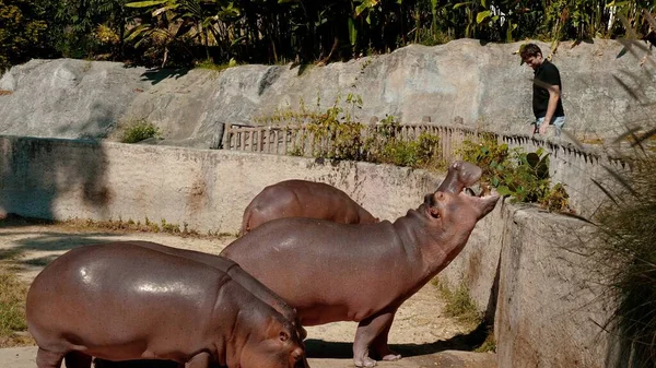 Hombre Sonriente Alimentando Hipopótamos Zoológico Concepto Encuentros Cercanos Con Animales —  Fotos de Stock