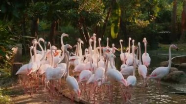 Pembe Karayip flamingoları açık hayvanat bahçesi parkında, uzun bacaklı zarif egzotik kuşlar yeşil gölette duruyorlar. Tropikal bir ortamda canlı vahşi yaşam kavramı.