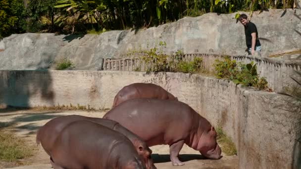Hippopotamus Voedt Zich Dierentuin Een Lachende Man Die Dieren Voedt — Stockvideo