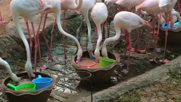 Зграя Рожевих Фламінго Їдять Ставку Екзотичні Птахи Яскравим Оперенням Довгими — стокове відео