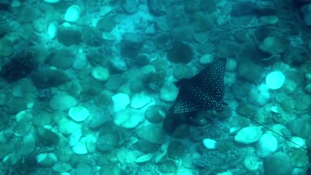 Θαλάσσιο Περιβάλλον Του Koh Tao Ταϊλάνδη Καθώς Κολυμπούν Δίπλα Μαγευτική — Αρχείο Βίντεο