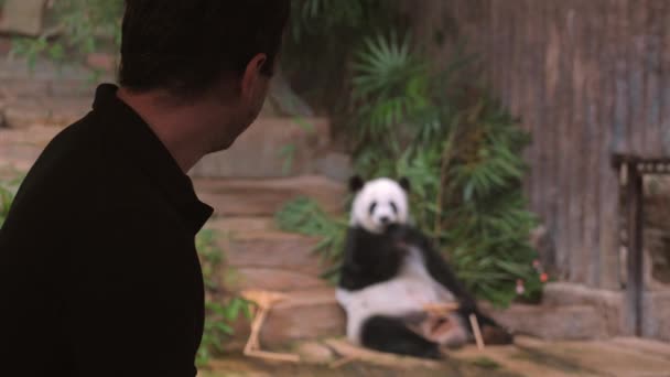 保護区で遊び心のあるパンダを観察する野生生物愛好家 希少種に魅了された白人男性 野生生物保護の概念と動物を観察する喜び — ストック動画