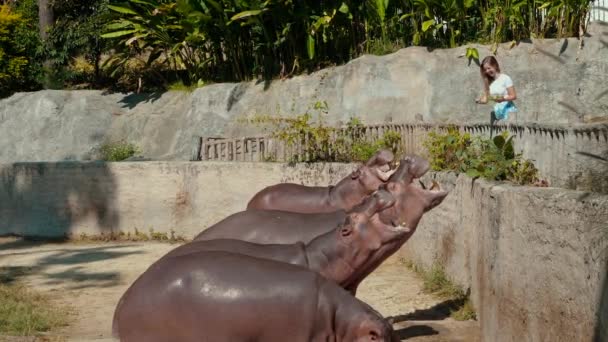 Une Femme Nourrit Hippopotame Zoo Bouche Hippopotame Ouvre Largement Pour — Video