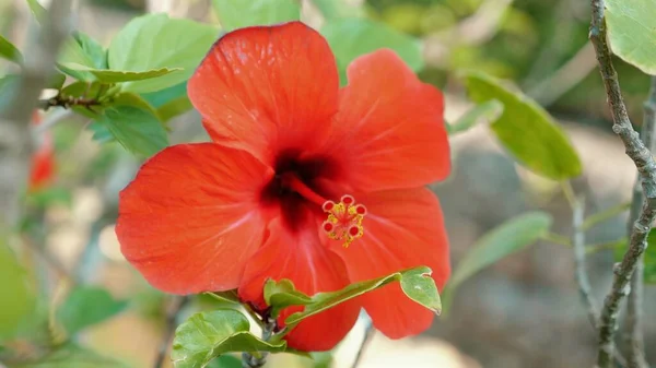 Hibisco Colorido Florece Naturaleza Pétalos Rojos Frescos Con Hojas Verdes — Foto de Stock