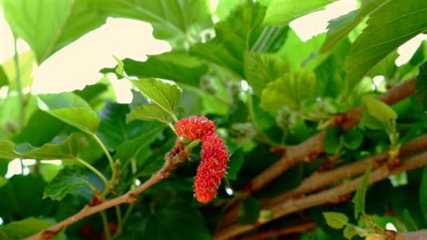 Mulberries Roșu Organic Suculent Ramură Verde Vibrantă Vedere Macro Fructelor — Videoclip de stoc
