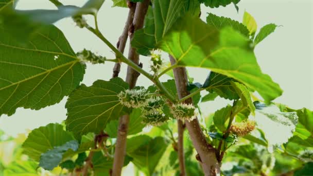 新鲜枝条上有绿色未成熟的桑树 花园里成熟水果的宏观特写 初夏新鲜 有机和美味产品的概念 — 图库视频影像