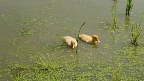 毛茸茸的 小小的 这些小鸭在池塘里划桨 它们柔软的羽毛和宁静的环境混合在一起 这可爱的野生动物场景展现了大自然的美丽 — 图库视频影像