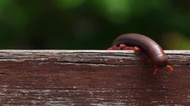 Ahşap merdivenlerdeki kırkayak manzarası. Sarmal vücutlu kahverengi yaratığın yakın çekimi. Doğa ve vahşi yaşam biyolojisi kavramı.