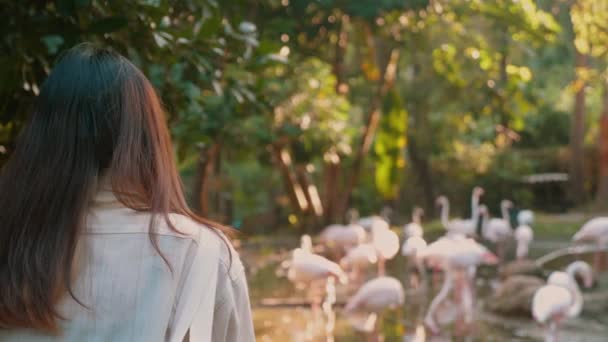 Женщина Наблюдает Стаями Фламинго Открытом Зоопарке Розовые Птицы Красивой Обстановке — стоковое видео
