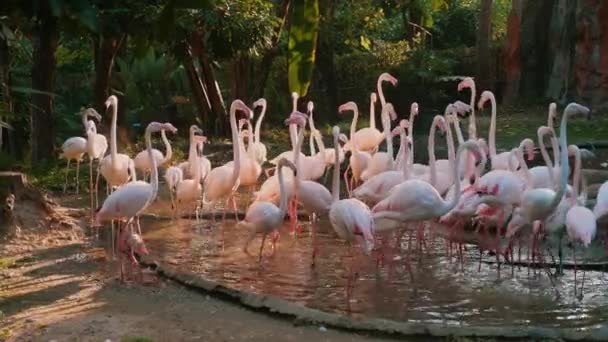 Стая Розовых Карибских Фламинго Оранжевыми Перьями Собирается Безмятежном Пруду Африканские — стоковое видео