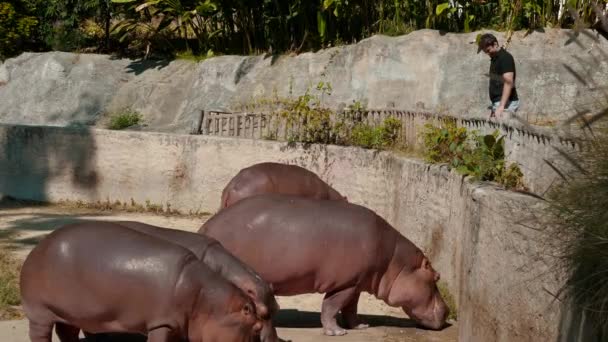 Traveler Feeds Hippo Wildlife Park Concept Thrilling Animal Experiences — Stock Video
