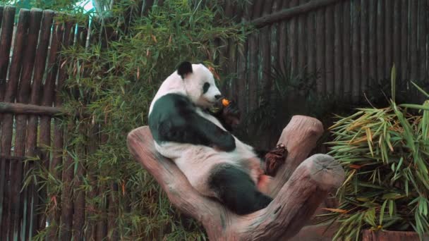 大熊猫在动物园里吃竹笋 稀有的黑熊和白熊种类 野生动物保护和濒危动物的概念 — 图库视频影像