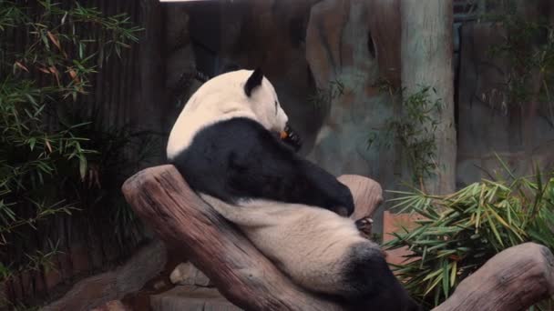 Милый Чёрно Белый Медведь Гигантская Панда Наслаждающаяся Бамбуком Зоопарке Опасный — стоковое видео