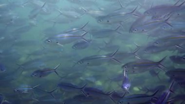 Endaman Denizi 'nin sularında zarif bir şekilde süzülen mavi çizgili balık sürüsünün büyüleyici manzarası. Su altı keşfi ve deniz yaşamı kavramı.