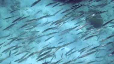 Renkli mercan resiflerinin üzerinde yüzen barakuda balığı sürüsü. Mavi okyanus arka planı. Scuba dalgıcı sualtı dünyasını keşfediyor..